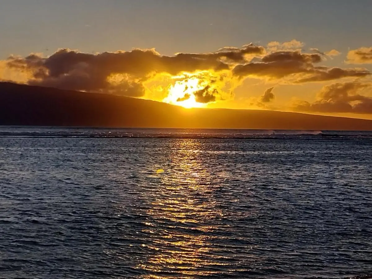 The Beach Hale Critter Refuge Lahaina Homestay
